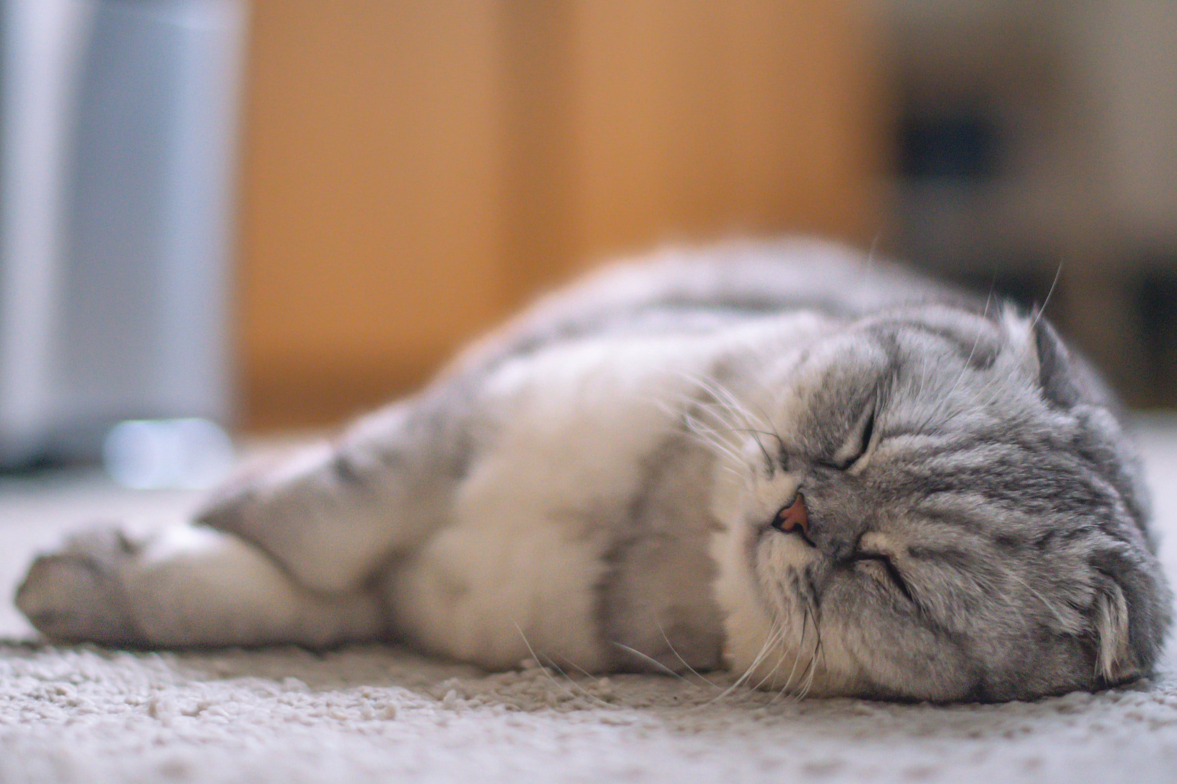 Cat sleeping on soft carpet flooring